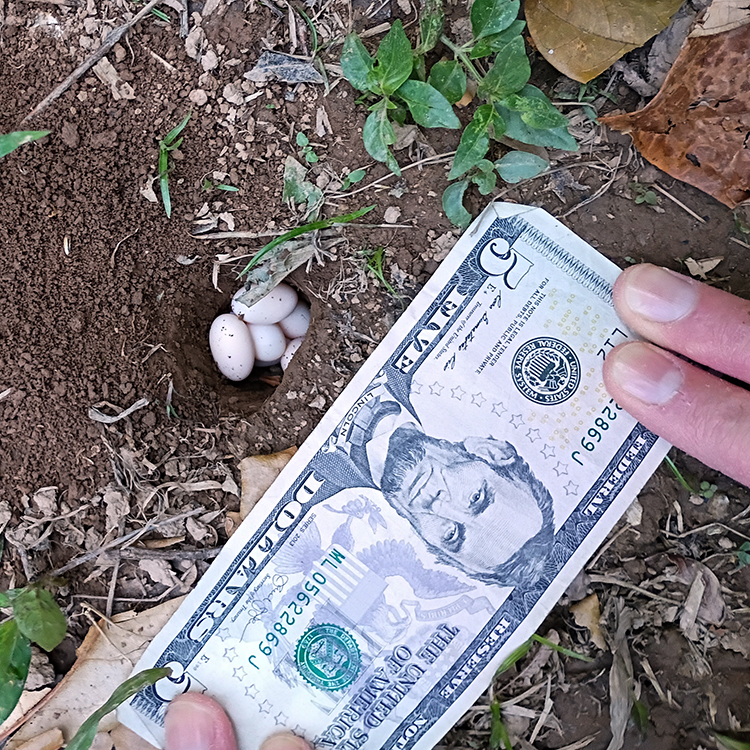 Turtle Eggs